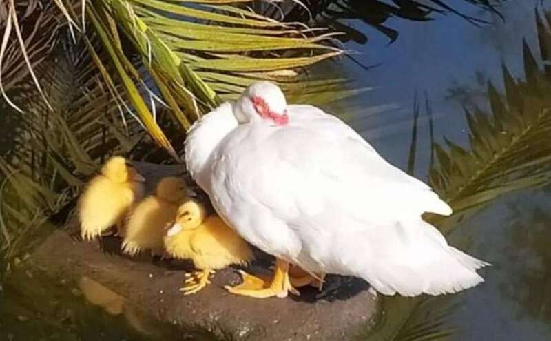 Imagen de la pata y sus crías que ha sido difundida en las redes sociales.